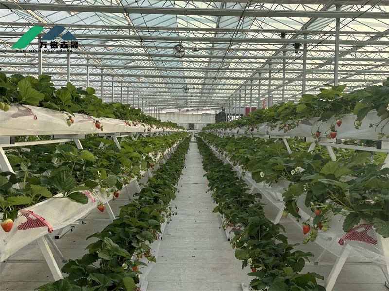 潍坊草莓种植现场3300m²