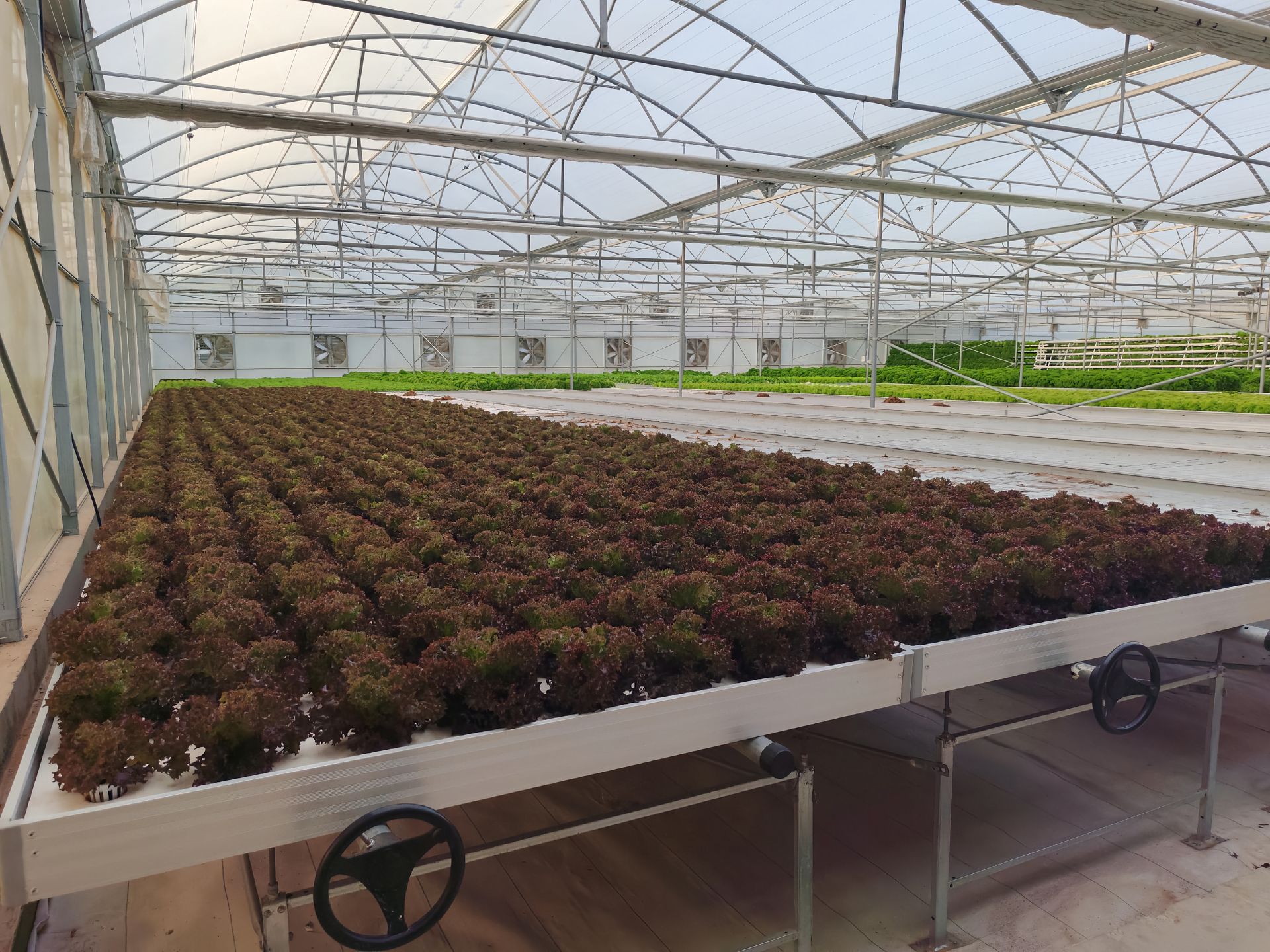 极端干旱沙漠气候下的高性价比温室结构选型