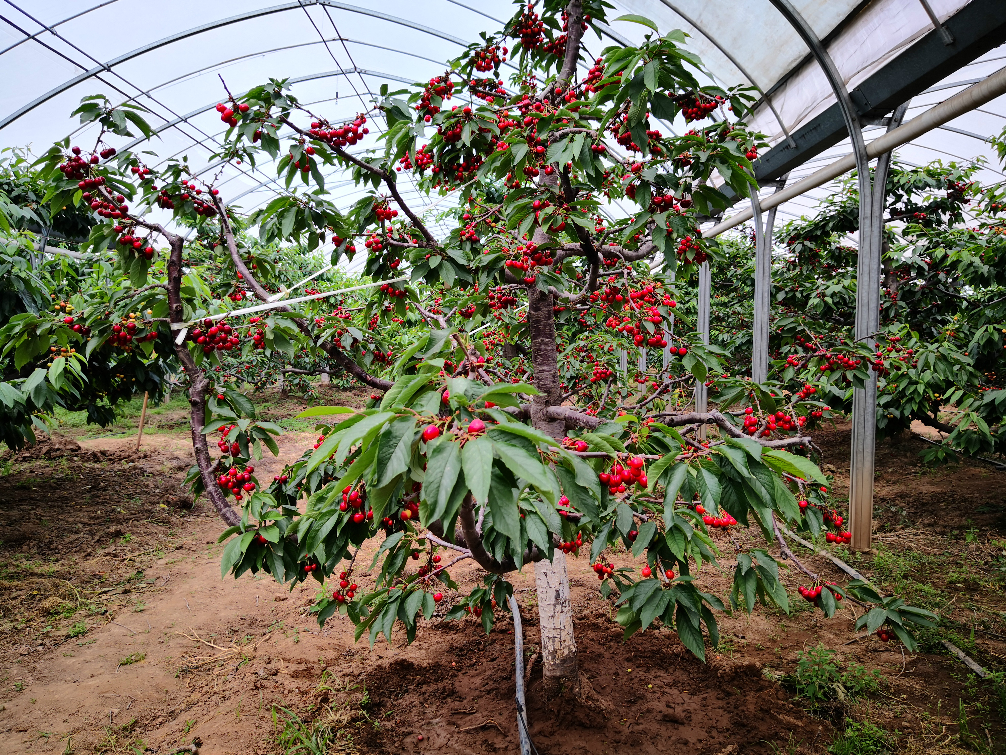 蓝莓、樱桃等高附加值水果高效种植背后的产业逻辑和致富密码
